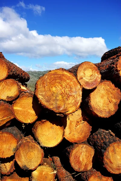 Wood trunks of pine trees — Stock Photo, Image