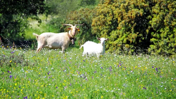 Geiten op groene veld bij portugal — Stockfoto