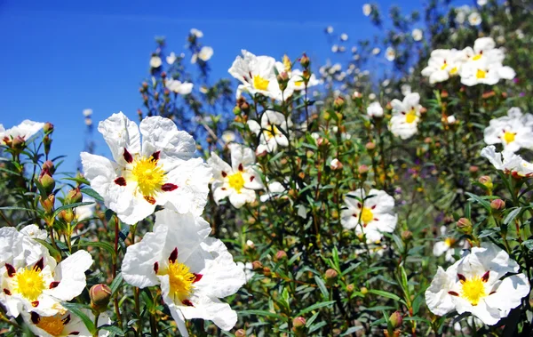 Rockroses Portekizli Field — Stok fotoğraf