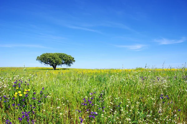 Oak tree at flowery field — Stock Photo, Image