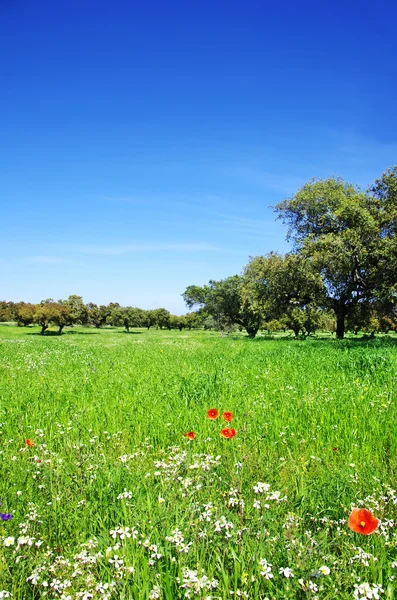 Pole pszenicy w regionie alentejo, Portugalia — Zdjęcie stockowe