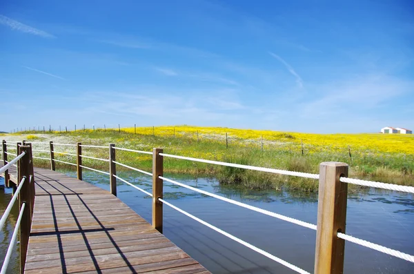 Träbro in i sjön av alqueva — Stockfoto