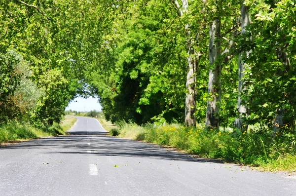 Rij van bomen in de weg bij portugal — Stockfoto