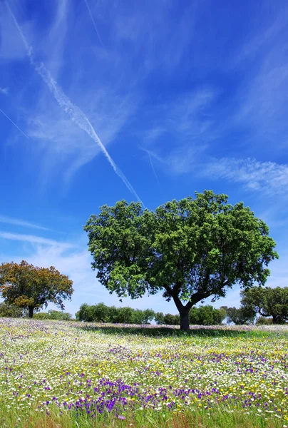 Roble en primavera en Portugal —  Fotos de Stock