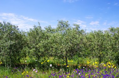 Portekiz alan zeytin ağacı