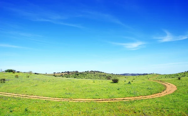 Грязная дорога в зеленом поле — стоковое фото