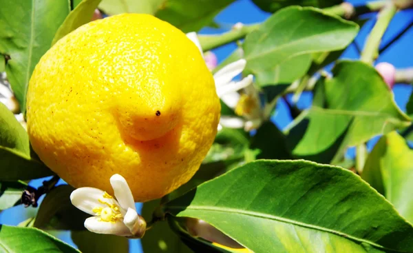 Limão maduro em limoeiro — Fotografia de Stock