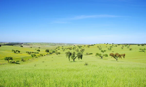 Campo de trigo verde en portugal — Foto de Stock