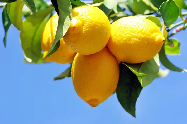 Limones maduros sobre limonero — Foto de Stock