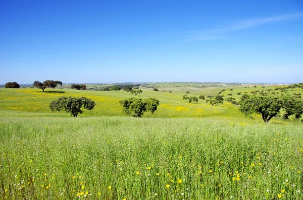 ポルトガルで緑の麦畑 — ストック写真