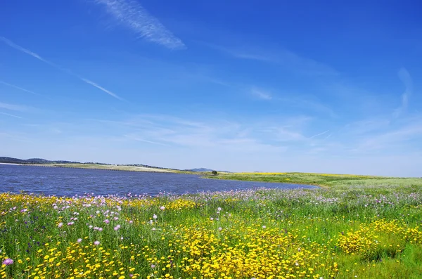 Campo en primavera, cerca del lago Alqueva —  Fotos de Stock