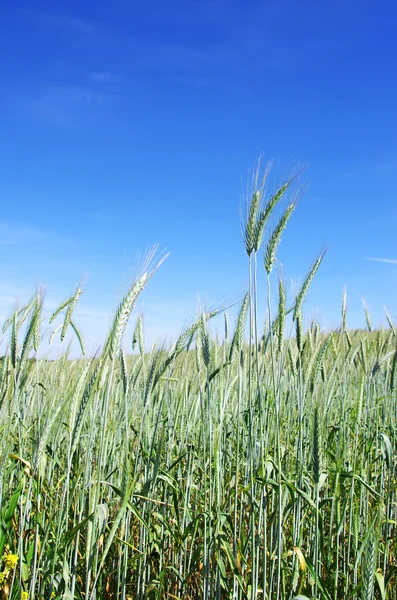 Groene pieken van tarwe — Stockfoto