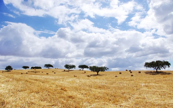 Landschap van stro veld bij portugal — Stockfoto