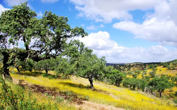 Bosque de corcho de roble al sur de Portugal — Foto de Stock