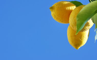 Mavi gökyüzü arka planında sarı limonlar