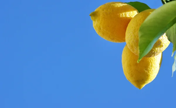 Gele citroenen op blauwe lucht achtergrond — Stockfoto