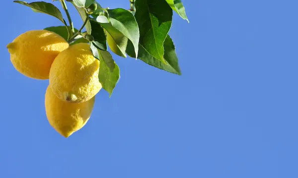 Ripe lemons on blue sky — Stock Photo, Image