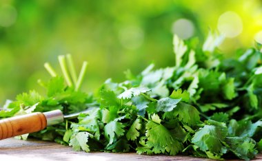 Cilantro herbs and knife. clipart