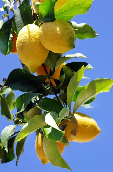 Ripe lemons on blue sky — Stock Photo, Image