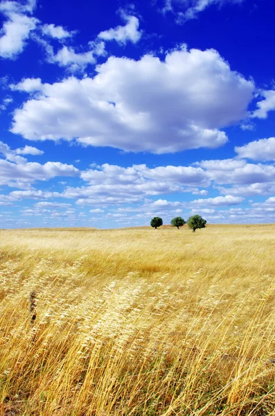 Landscape of portuguese plain, alentejo region — Stock Photo, Image