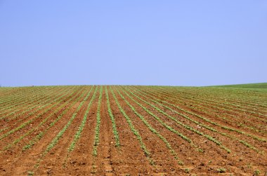Portekiz alan genç ayçiçeği bitki