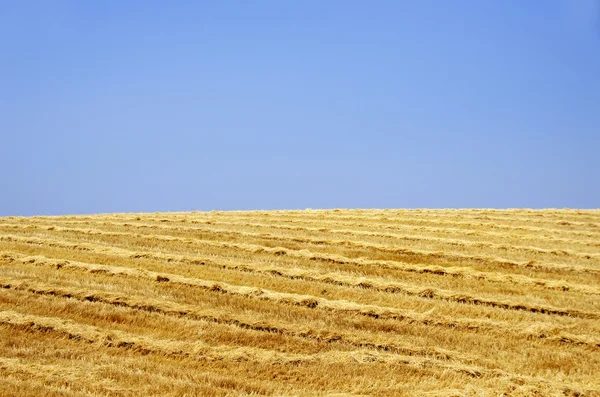 小麦秸秆的景观 — 图库照片