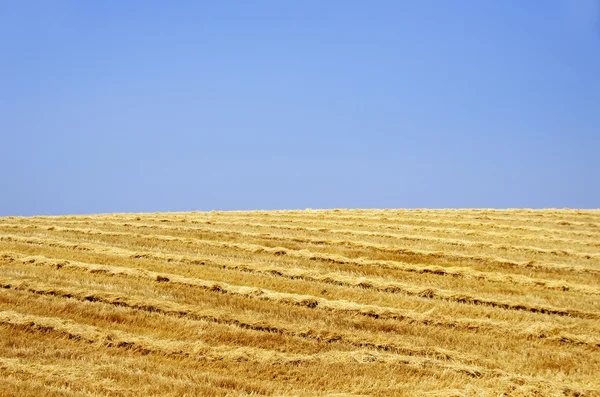 Landschaft aus Weizenstroh — Stockfoto