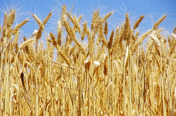 Ripe spikes of wheat — Stock Photo, Image