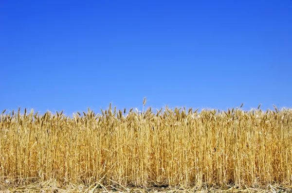 成熟的小麦的峰值 — 图库照片