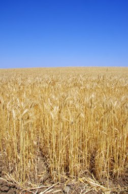 alentejo bölgesi, Portekiz, buğday olgun sivri