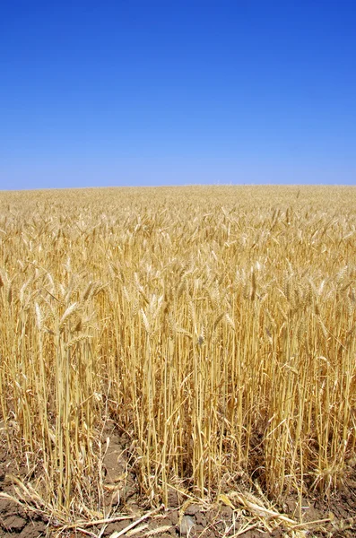 Ripe spikes of wheat at alentejo region, Portugal — Stock Photo, Image