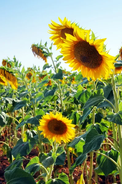 Close-up of sun flower — Stock Photo, Image