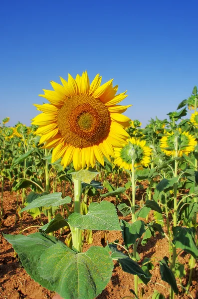Closeup of sun flower and blue sky — Stock Photo, Image