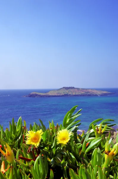 Fiori gialli e pessegueiro isola — Foto Stock