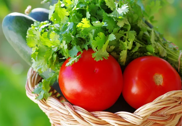 Tomato, cocumber and cilantro herbs — Stock Photo, Image
