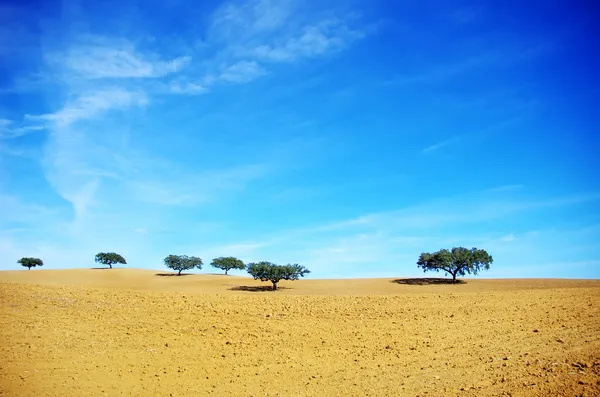 Eiken in droog gebied, Alentejo, Portugal — Stockfoto