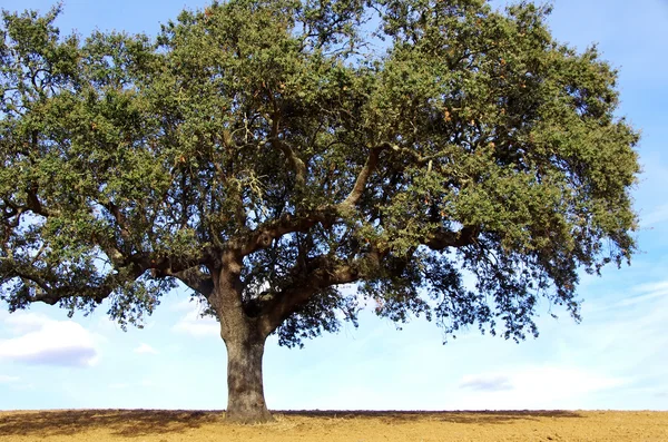 Oak tree, Alentejo region, Portugal — Stock Photo, Image