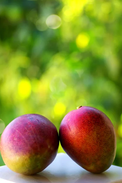 Два плода манго изолированы на зеленом фоне . — стоковое фото