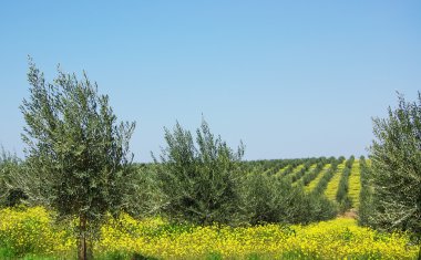Güney Portekiz zeytin ağacı.