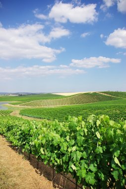 Portekiz'in alentejo bölgesi mahzeninde.