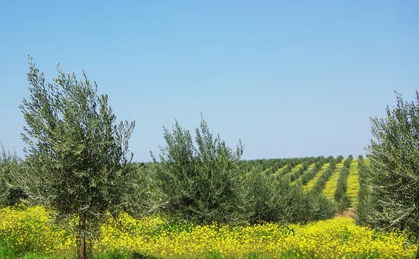 Azeitonas no sul de Portugal . — Fotografia de Stock