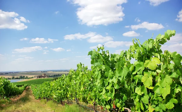 Winnica w na południe od Portugalii, regionu alentejo. — Zdjęcie stockowe