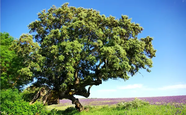 Porugal フィールドで古いオークの木. — ストック写真