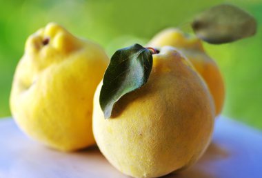 close-up of quince fruits clipart