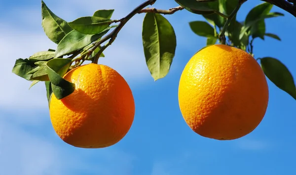 Iki portakal ağacı üzerinde — Stok fotoğraf