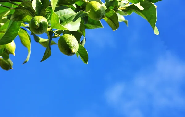 Limones verdes en rama —  Fotos de Stock