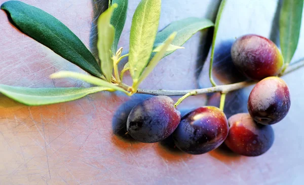 Витирати оливки на гілці — стокове фото