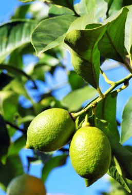 iki limon ağacı üzerinde