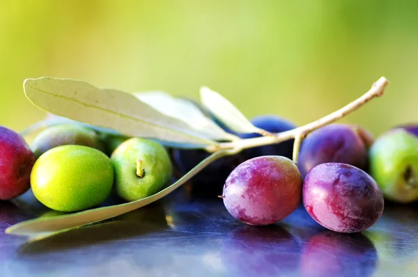 Aceitunas maduras, aceitunas en rama de olivo — Foto de Stock