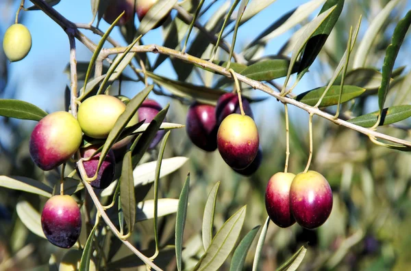 Olives on branch at portuguese field — Stock Photo, Image